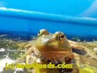 /home//u458753944/public_html/sourcegallery////Frogs/Bullfrogs 2016-08 Ontario/P8081400.JPG